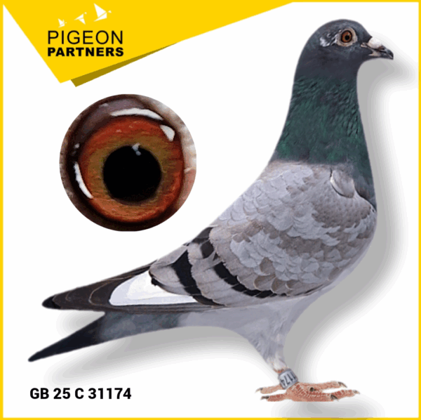 Sale S1 Lot #10 Grand Dtr. "Marcel"
