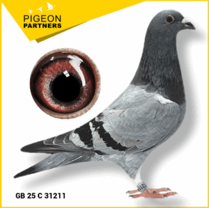 Sale S1 Lot #13 "Gold Medal Hen" & 5th Nat. Penzance Lines