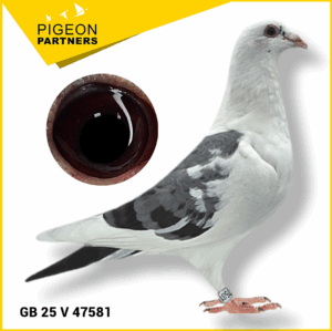 Sale S1 Lot #20 G. Son "Wonderboy" x "Ryno's Hen"