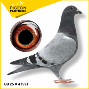 Sale S1 Lot #21 "Blue Prince" x Inbred "Kittel"