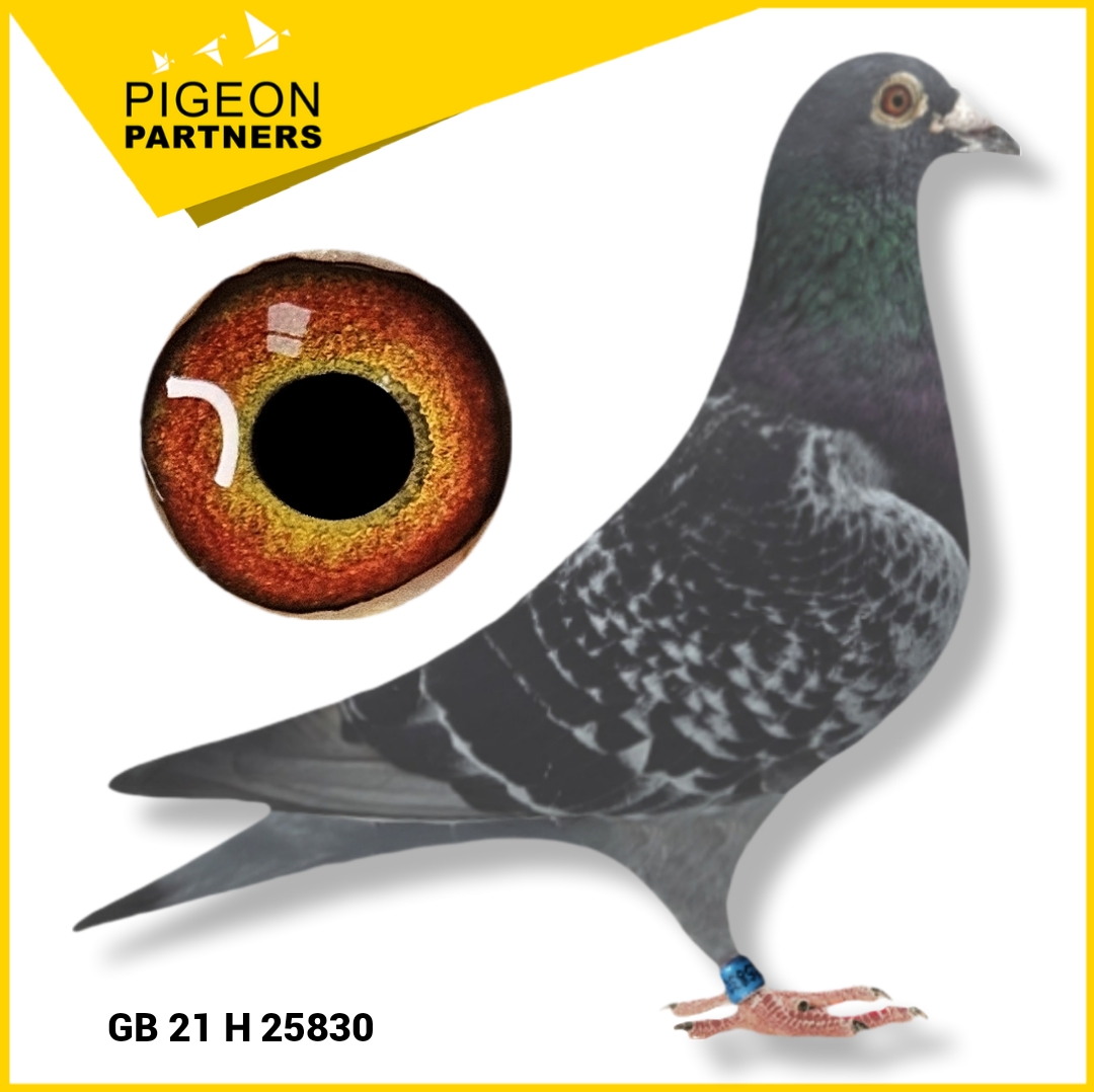 Sale D1 Lot #01 "Young Joe" - Supplied with his Dam "Dawn" (Free) - Image 2