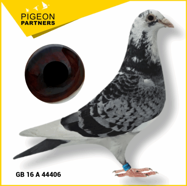 Sale D2 Lot #01 Son of Tammi Girl - (Comes Free with 2nd Nat. INFC King's Cup Hen) - Image 4