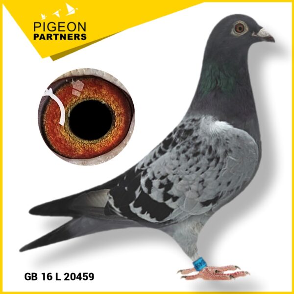 Sale D3 Lot #01 Son Of "The Kirkwood Hen" (His Dam comes Free with him !) - 图片 4