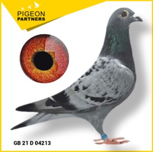 Sale D2 Lot #07 Grand Daughter "The Hermes" Direct GM Preece Hen
