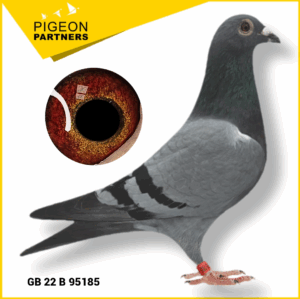 Sale D2 Lot #12 Dtr. of The Hermes Cock - Direct GM Preece Hen