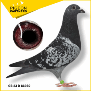 Sale D1 Lot #15 Dtr. The Preece Cock x Dawn