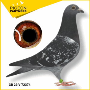 Sale D3 Lot #14 Son The Preece Cock x Dawn