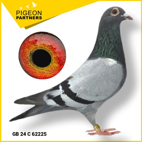 Sale D3 Lot #01 Son Of "The Kirkwood Hen" (His Dam comes Free with him !) - 图片 2