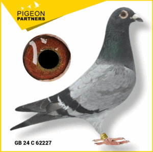 Sale D1 Lot #17 Son of 2 x GM Preece Pigeons