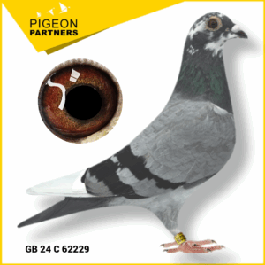 Sale D3 Lot #16 Dtr. The Preece Cock x Scarlett