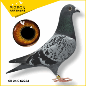 Sale D2 Lot #18 Double Inbred G. Son The Preece Cock