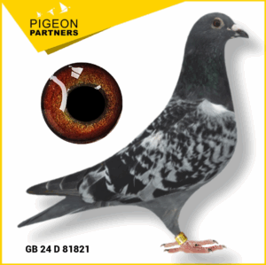 Sale D3 Lot #18 Son "The Preece Cock" x 2nd Open KC