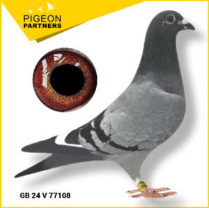 Sale D2 Lot #20 Dtr. Of The Preece Cock x Tammi Girl (2nd Open KC)