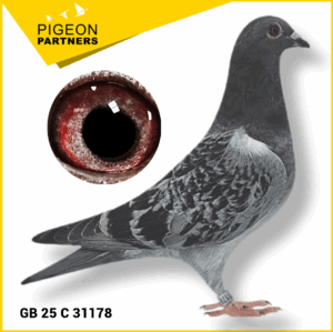 Sale S2 Lot #11 "Marcel" & "Gold Medal Hen" Lines