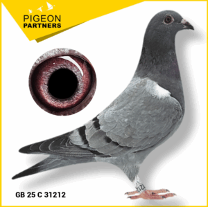 Sale S2 Lot #14 "Gold Medal Hen" & 5th Nat. Penzance Lines