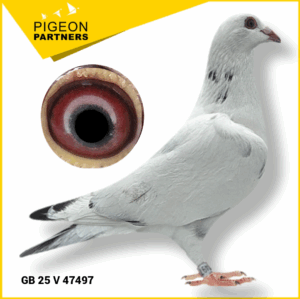Sale S2 Lot #15 "Miss Magpie" & "The Pet" Lines