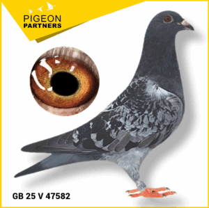 Sale S2 Lot #20 G. Son "Wonderboy" x "Ryno's Hen"