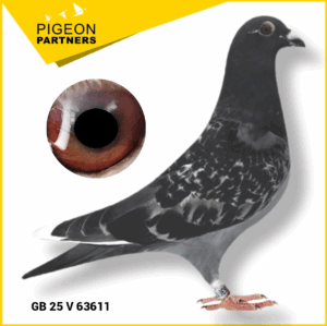 Sale D1 Lot #21 Son of The Preece Cock x 3rd Open Kings Cup
