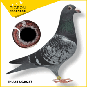Sale D1 Lot #22 Son of 2 x GM Preece Pigeons