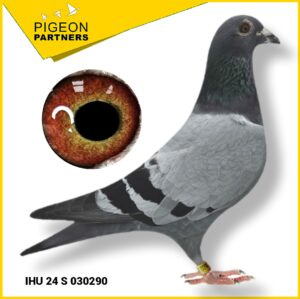 Sale D3 Lot #21 Inbred "Wiggins" GM Preece Cock