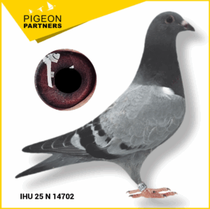 Sale D2 Lot #24 Son of 2 x GM Preece Pigeons