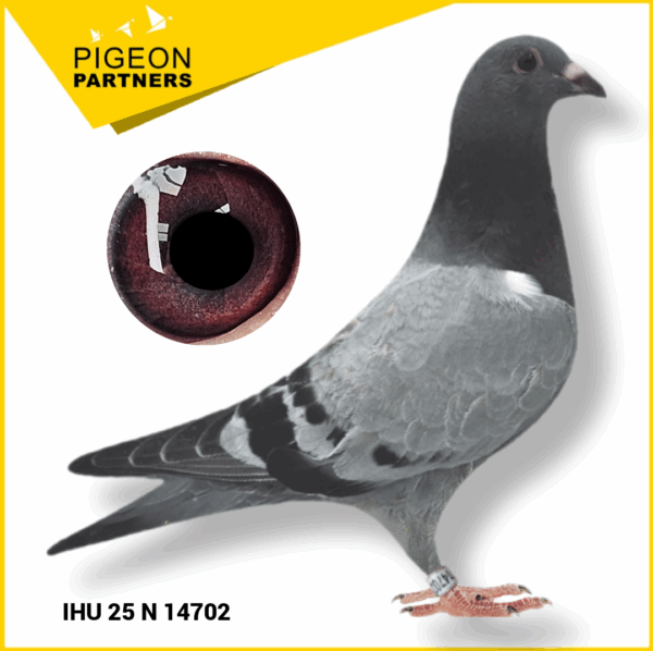 Sale D2 Lot #24 Son of 2 x GM Preece Pigeons