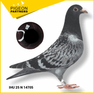 Sale D2 Lot #25 Hen - Preece x Jellema Lines