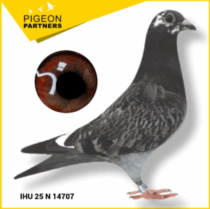 Sale D1 Lot #26 Dtr. The Preece Cock x Gracie