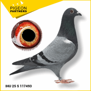 Sale S2 Lot #24 Kit of Herbie Thorpe Pigeons