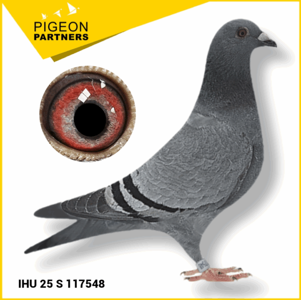 Sale S2 Lot #24 Kit of Herbie Thorpe Pigeons - Image 3