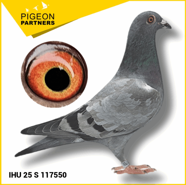 Sale S2 Lot #24 Kit of Herbie Thorpe Pigeons - Image 4