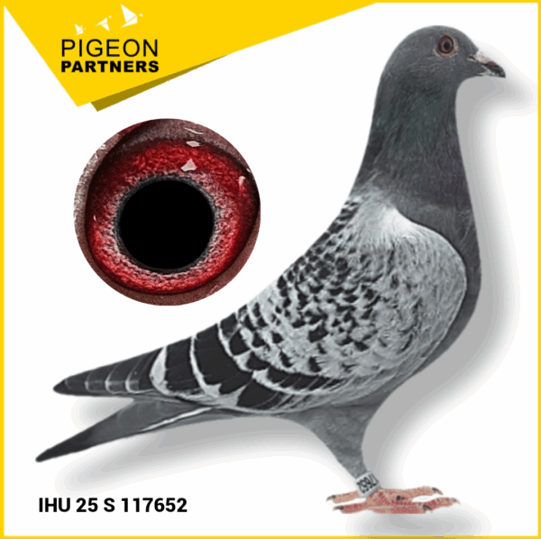 Sale S2 Lot #24 Kit of Herbie Thorpe Pigeons - Image 2