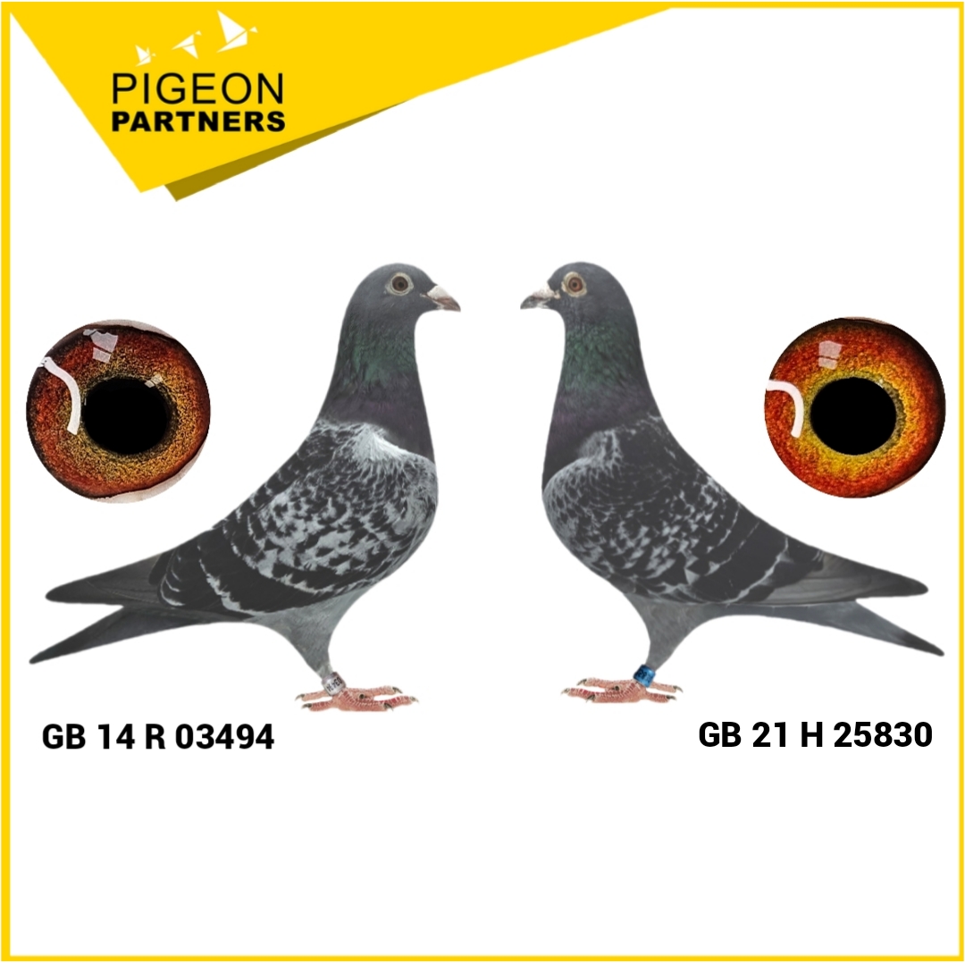 Sale D1 Lot #01 "Young Joe" - Supplied with his Dam "Dawn" (Free)