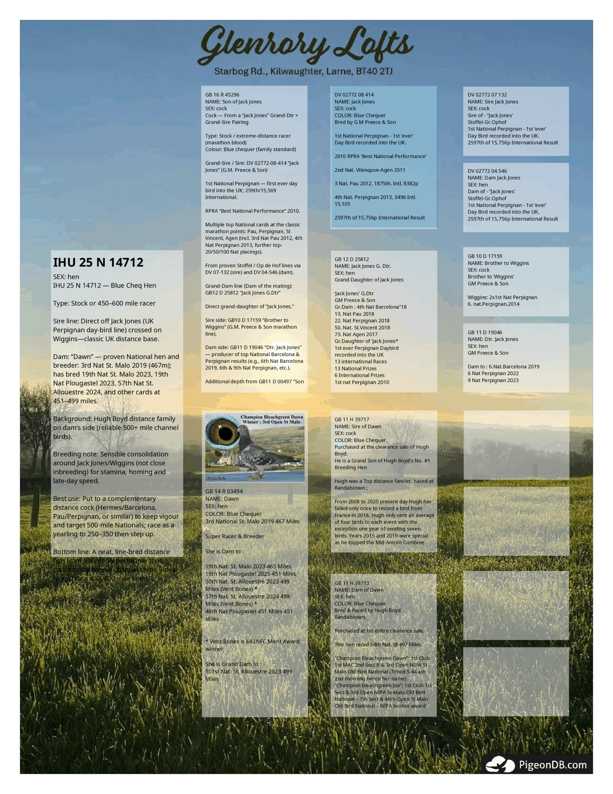 Sale D3 Lot #25 - Hen - from a Son of Jack Jones x Dawn - Dam of the loft. - 图片 2