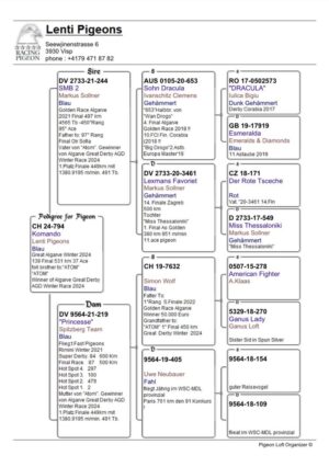 Lot 12 - Full Brother to Winner of the Great Algarve OLR