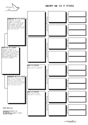 Lot 05 - "Geoff" - Sire of the loft