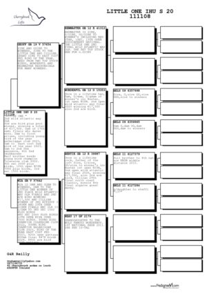Lot 17 - "Little One". 2nd Final and 2nd Ace Bird Wild Atlantic Way OLR