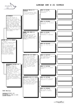 Lot 18 - "Lorcan". Top Breeder & 8th Place O/All Algarve OLR