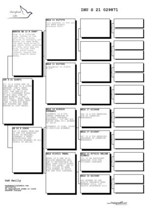 Lot 08 - Half Sister to "Buster", 1st Open NIPA.