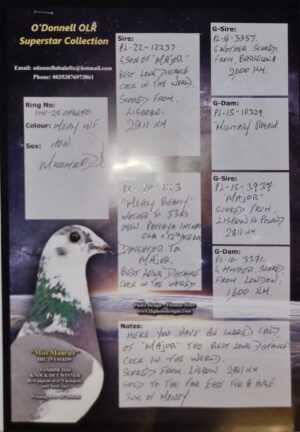 Lot 13 - Inbred Rogala "Major" Hen